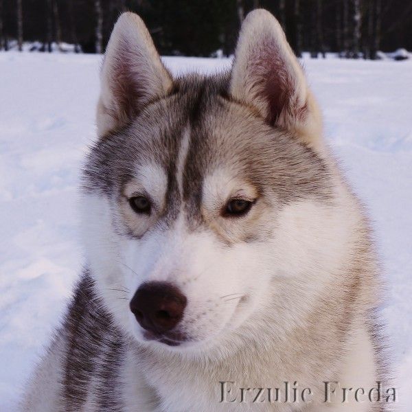 Photo of Erzulie Freda Velvet Snowfall