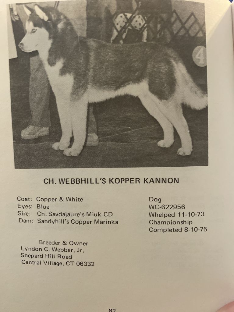 Photo of Webbhill’s Kopper Kannon