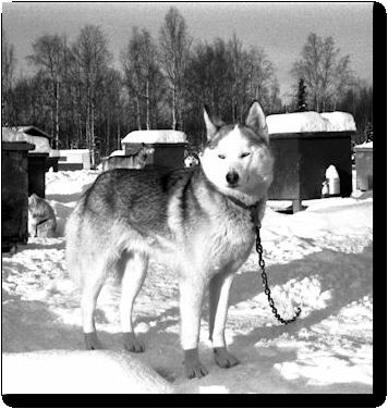 Photo of Alaskan's Mercury Of Anadyr