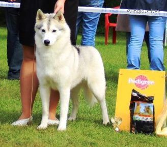Photo of Alapa Siberians Orabella Francesca
