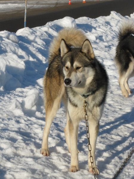 Photo of Fynmark des P’tits Loups Vadrouilleurs