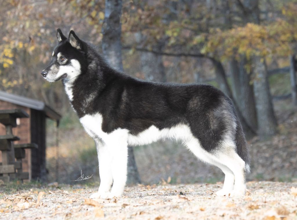 Photo of New Mountain Wizard Velnio Malunas