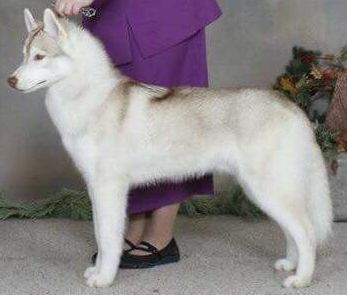 Photo of SnowyDreams Fire Okami