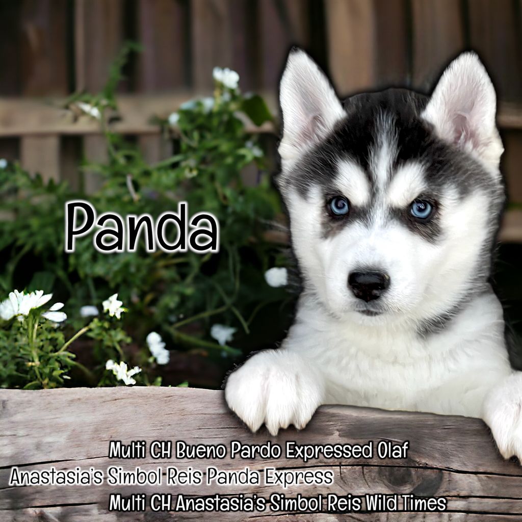 Photo of Anastasia’s Simbol Reis Panda Express