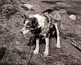 Photo of Bilka Of Seppala III