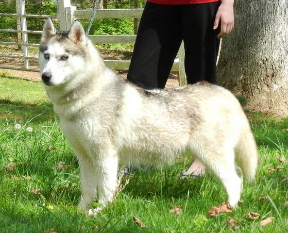 Photo of CR Twilight Silver Mist