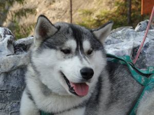 Photo of Masher Siberins Anry