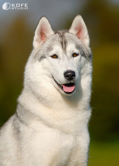 Photo of Husky Haven You Light Up My Life