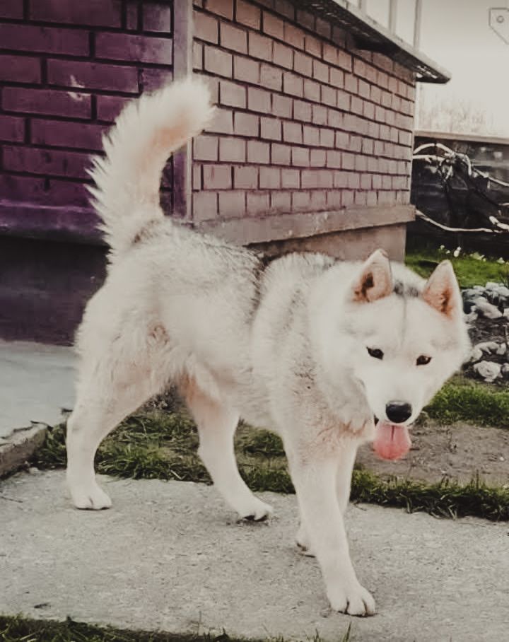 Photo of Nika