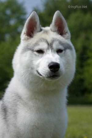 Photo of Husky Haven Ussi-Pussi