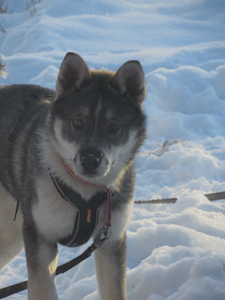 Photo of Ylajärvis Ad Winter Ronin Senna