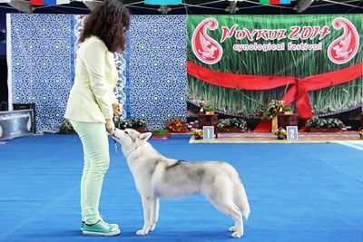 Photo of Siberian Miracle Imperial Dream
