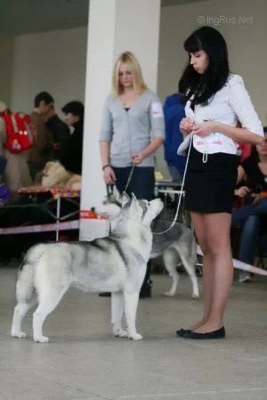 Photo of Nord Heart Delightful Princess