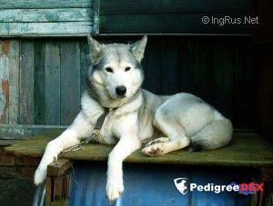 Photo of Arisha iz Volchego Loga