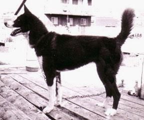 Photo of Sno-Sepp’s Elvira Of Sepp-Alta