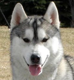 Photo of Anikar’s Canis Major, Cat Minor