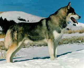 Photo of Nuggetuk’s Grimm