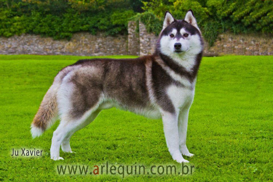 Photo of Suraliam Colour Me Magic
