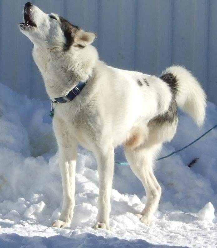 Photo of Ole Ulv