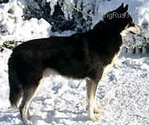 Photo of Alaskan’s Russky Of Anadyr (at Azgard)