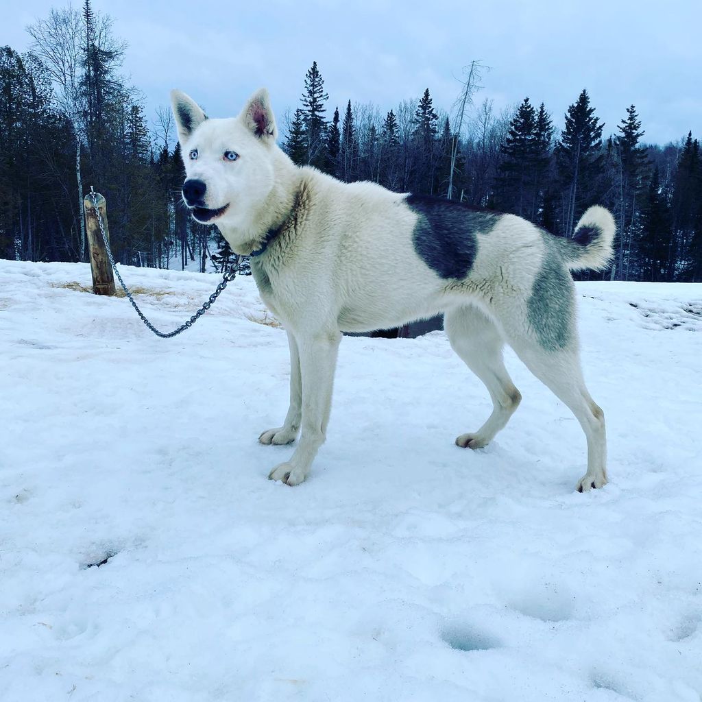 Photo of Poland Spring's Inuit Aurora