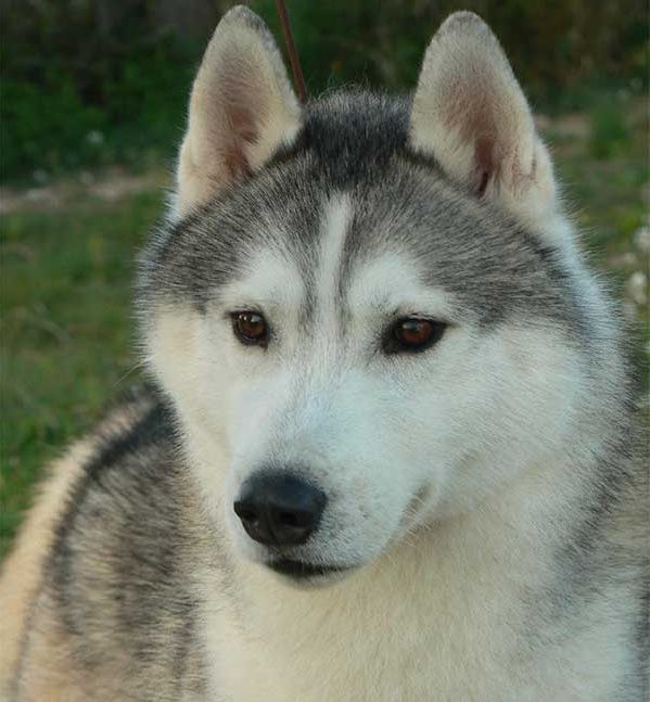 Photo of Kristari’s Stoli