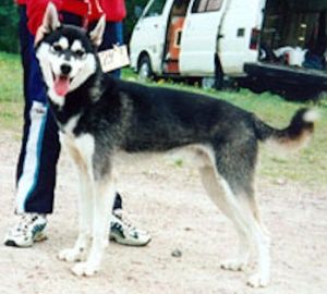 Photo of Arctic Soul Gandy Go