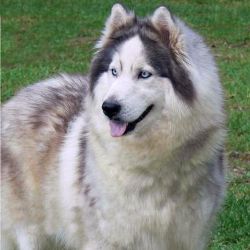 Photo of Dana’s Gracie Lou