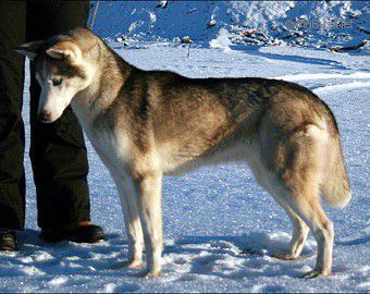 Photo of Arctic Soul Janka