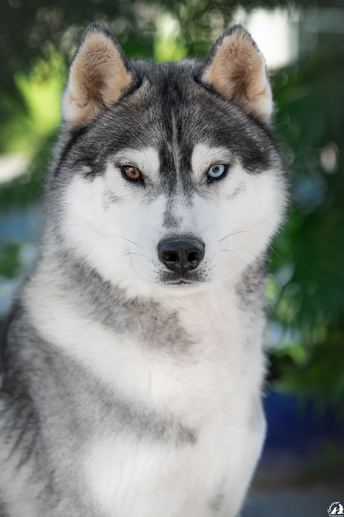 Photo of Adele`s Nord Emir