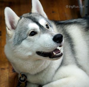 Photo of Husky Haven Golden Whisky