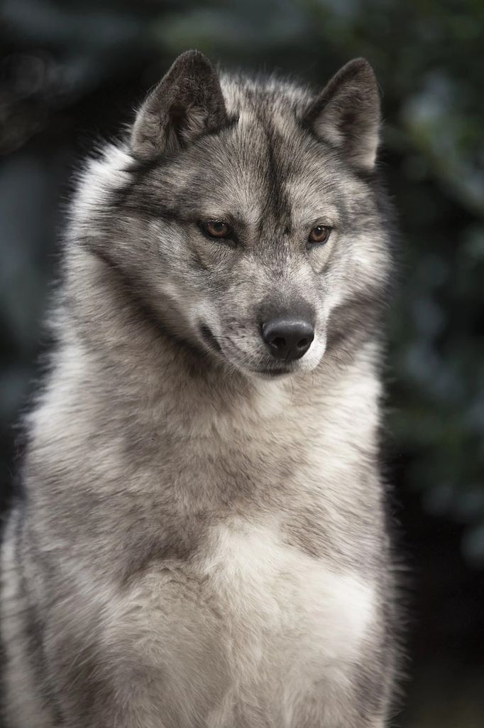 Photo of Skycrew Gambit For The Crown