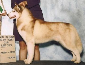 Photo of Kristari’s Skrimshaw Romeo