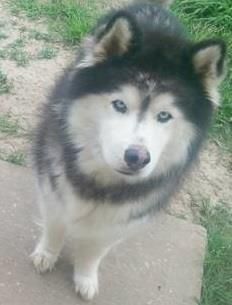 Photo of Harrison’s Tala