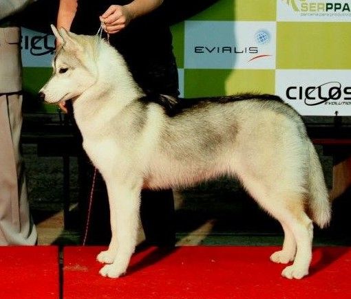 Photo of Nanook’s Northern Belle