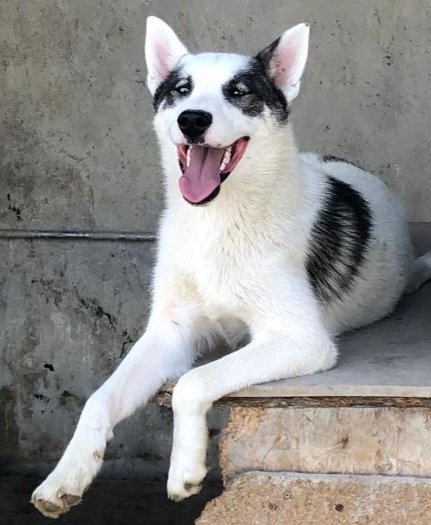 Photo of Durio's kennel D' Yuki