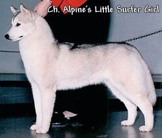 Photo of Alpine’s Little Surfer Girl