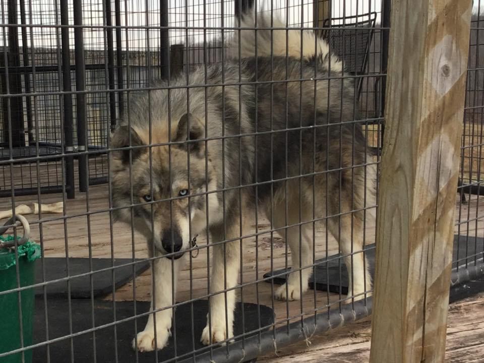 Photo of Ratcliff’s Timberwolf Teddy