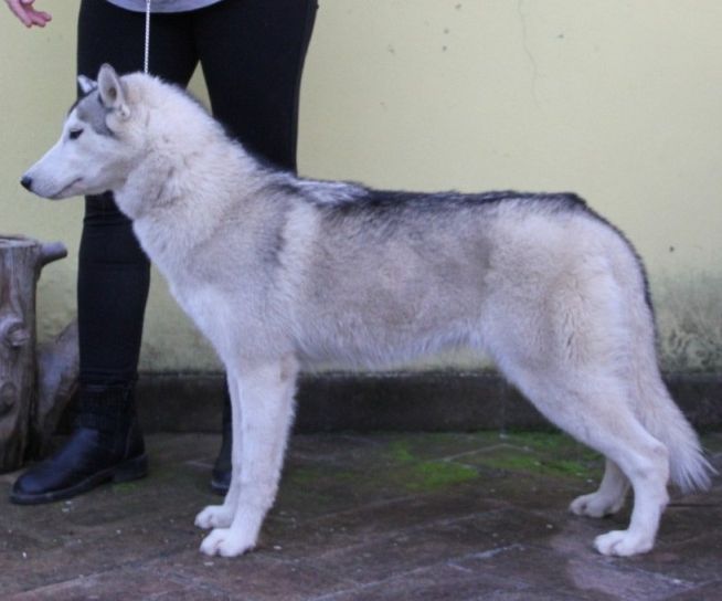 Photo of Torquenada's Princess Juliet