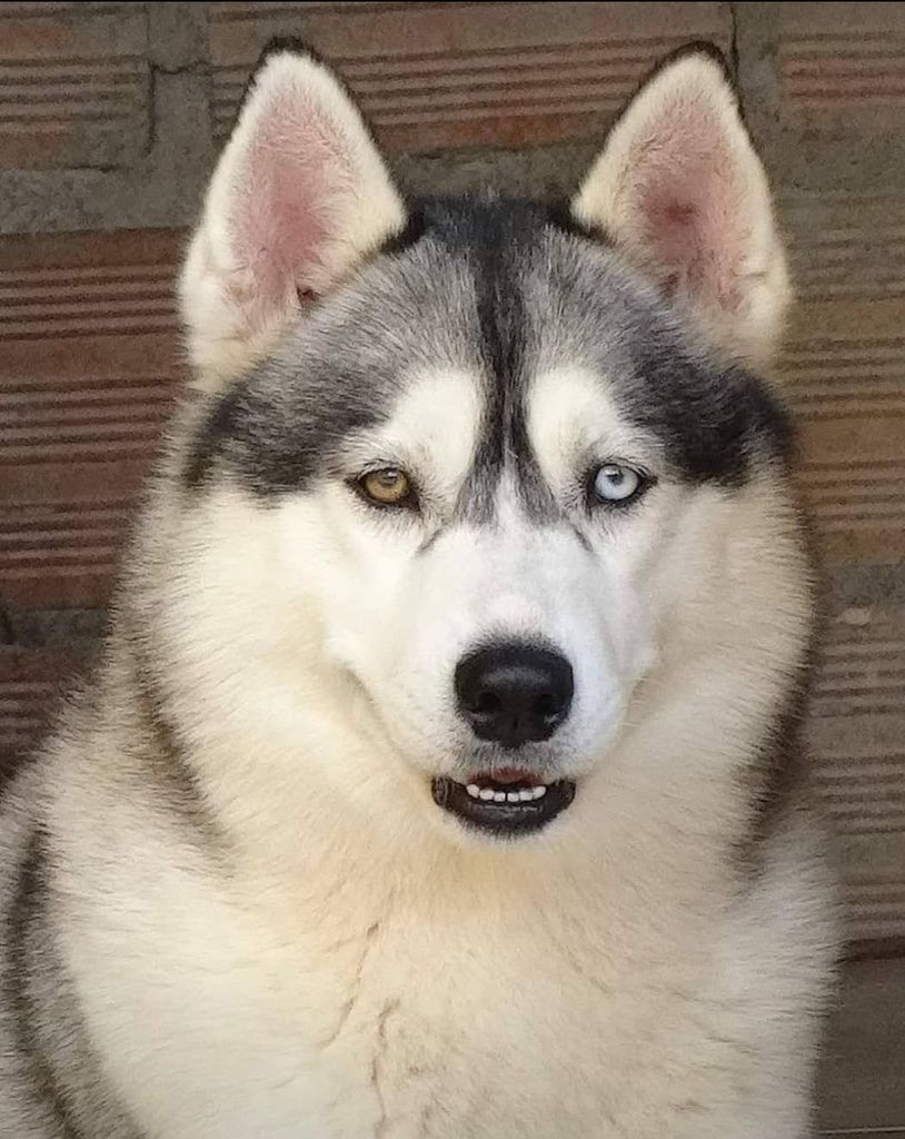 Photo of Jade First Steel Thor Siberian Runner