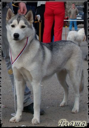 Photo of Gledis Silver S Goluboy Zvezdy