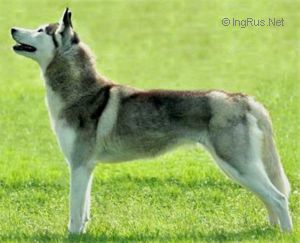 Photo of Alaskan’s Latasha Of Anadyr (At Sassacaia)