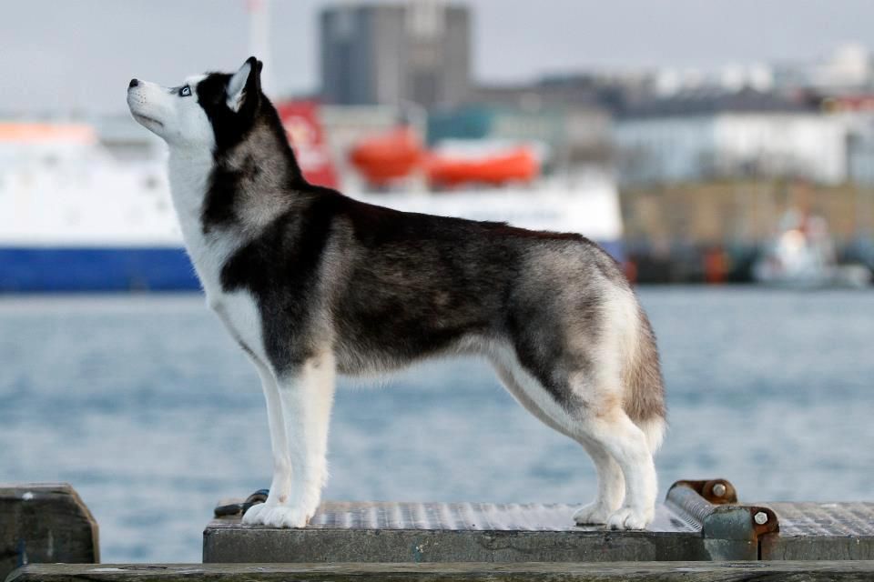 Photo of Zero Doubt She’s Nordica