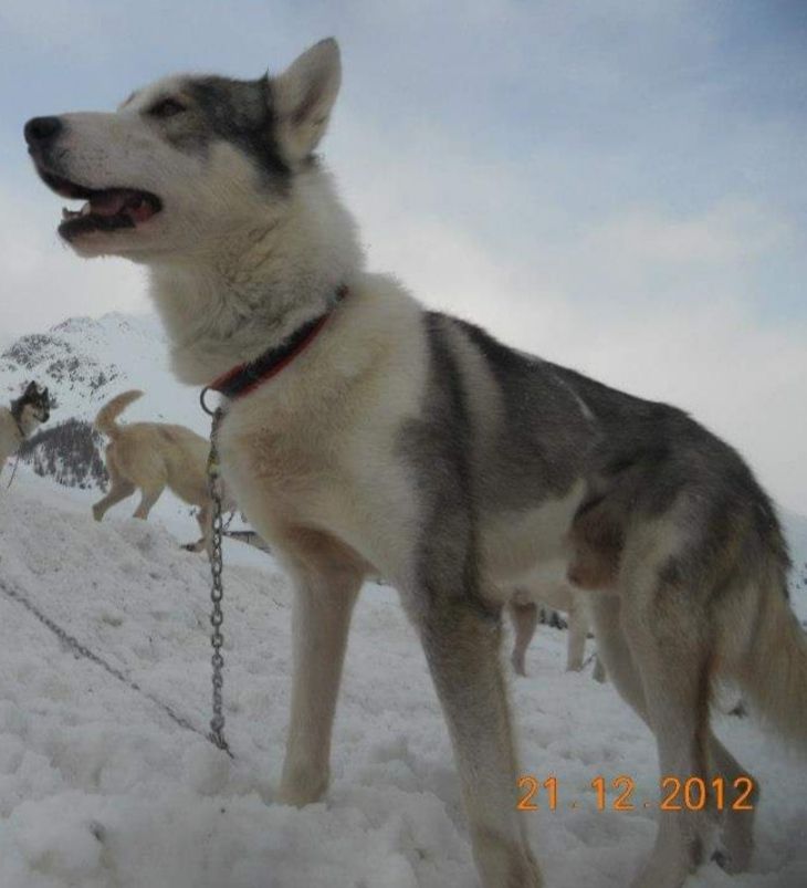 Photo of Sonny (Italy)