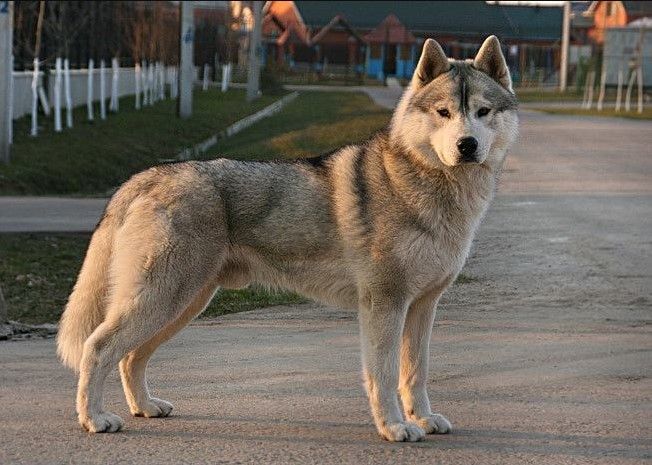 Photo of Great Gatsby Of Siberian Lady