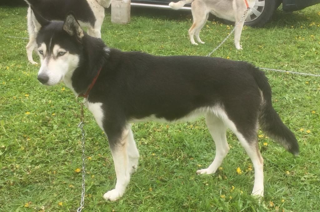 Photo of Eden ab Canis Polaris