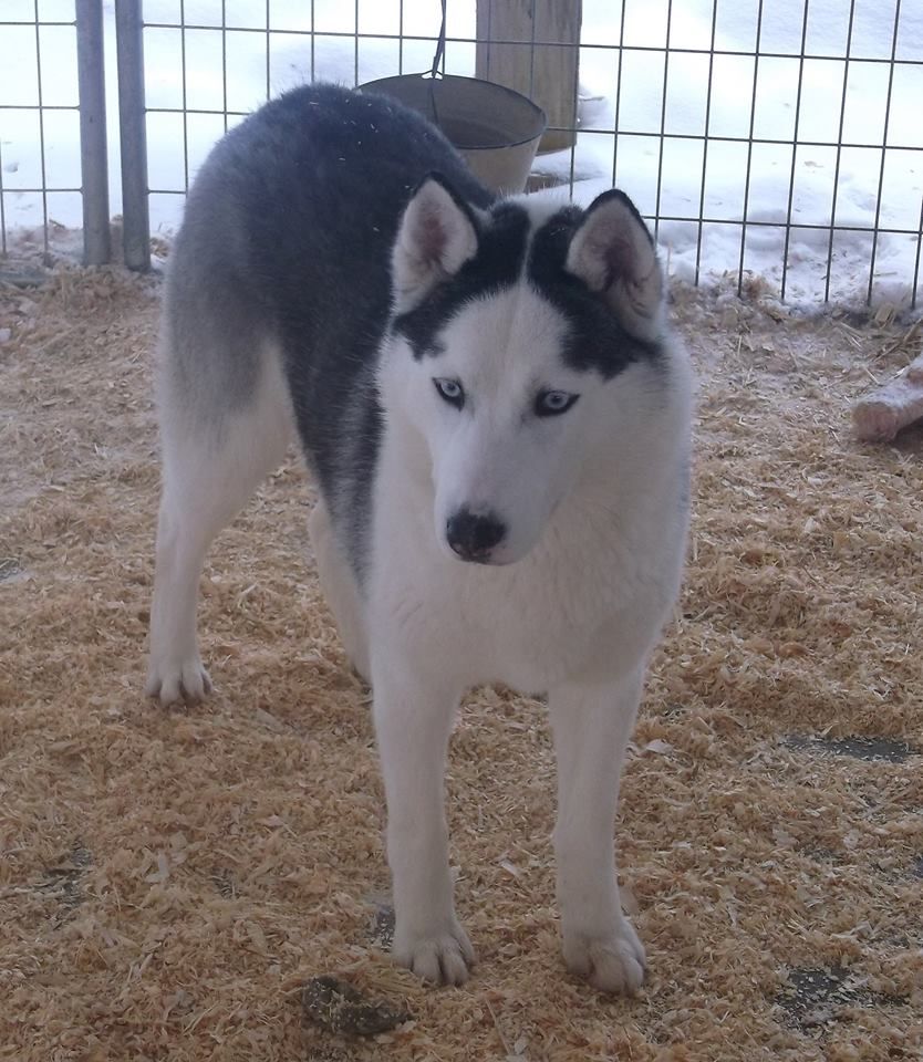 Photo of Little Diamond Of Isis Fog
