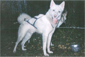 Photo of Wolf Tribes Butter