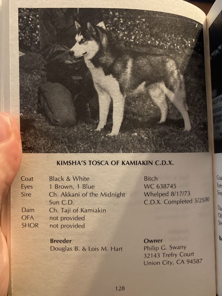 Photo of Kimsha’s Tosca of Kamiakin