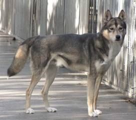 Photo of Lokiboden’s Watt